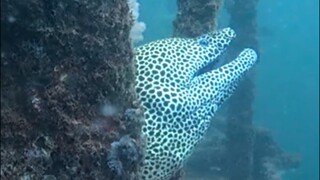 Oman, Muscat, Wreck dive 水肺潜水，船潜，中东潜水