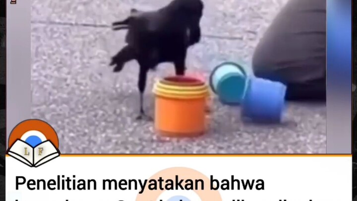 Gagak heran yang berakal? 🤔