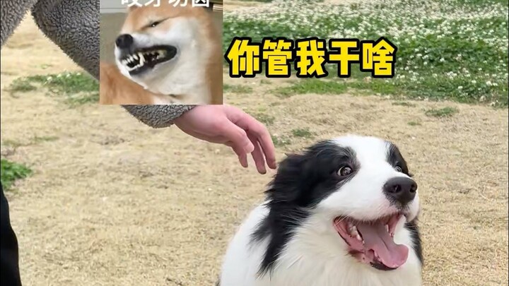 The Difference Between Raising a Big Dog vs. a Small Dog