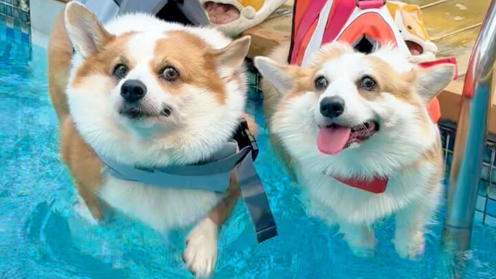 ความแตกต่างของการว่ายน้ำของคอร์กี้แต่ละตัว