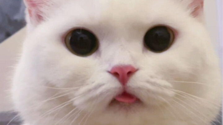 Khi mèo con quên không rụt lưỡi lại