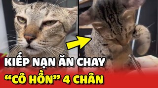 Kiếp nạn ĂN CHAY cũng không yên với "CÔ HỒN" 4 chân chuyên đi xin ăn 😂 | Yêu Lu