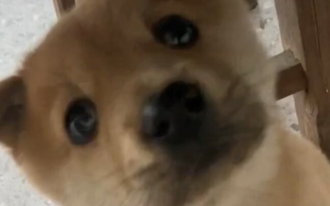 “Anjing kampung di desa itu semua lucu banget!”