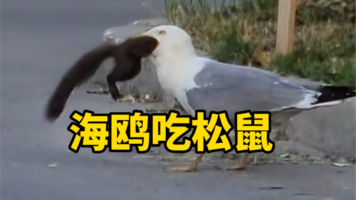A seagull is devouring a squirrel—this is the true nature of seagulls.