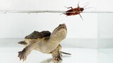Peliharaan Reptil|Memberi Makan Penyu Penggigit Kecoak Hidup
