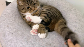 No! Take my tail!