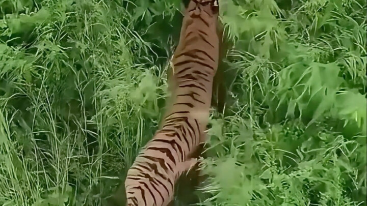 Mengapa orang dahulu menyebut harimau sebagai "dachong"?