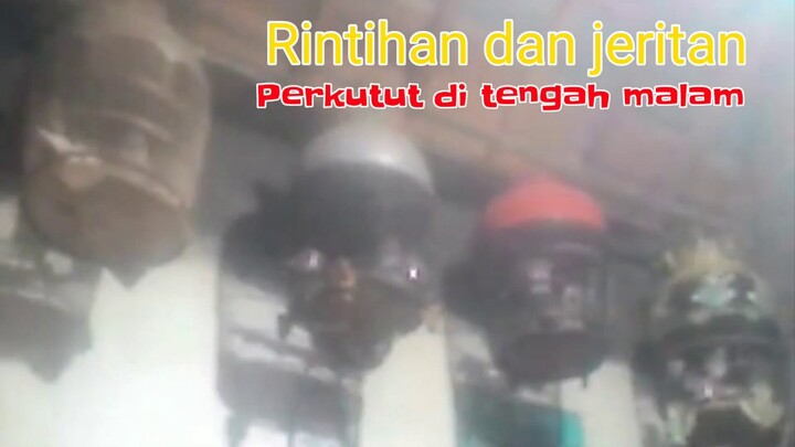 perkutut sahut"an duet dengan tekukur tengah malam