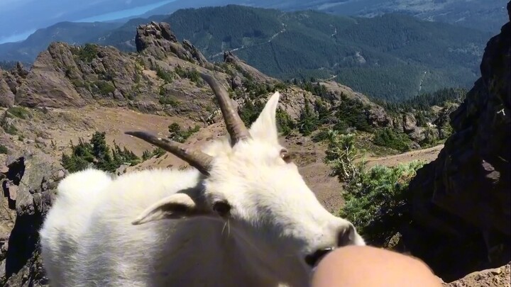 男子爬山遇雪羊、遭狂舔补盐分
