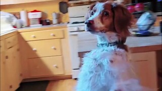 A dog lost a leg in an accident, but has mastered the new skill of "walking upright"