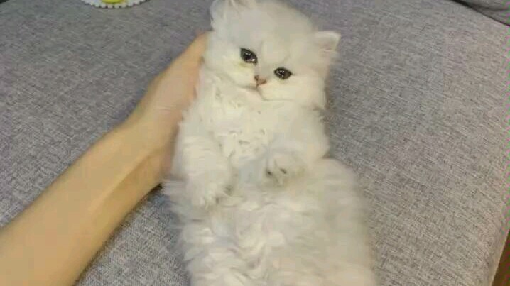 عندما تخيف قطتك عن طريق الخطأ وتجعلها تبكي...