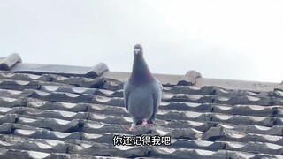 Sau hai năm, chú bồ câu xanh nhỏ lại xuất hiện trên mái nhà của tôi, trong phút chốc vừa ngạc nhiên 