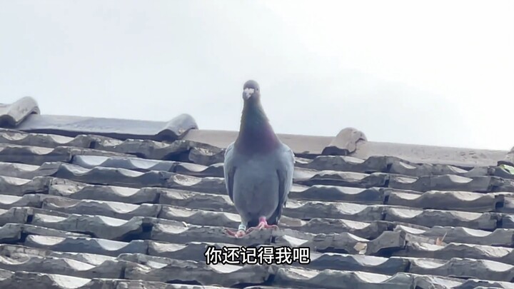 Setelah dua tahun, burung merpati biru kecil itu ternyata muncul lagi di atap rumahku. Sejenak, aku 