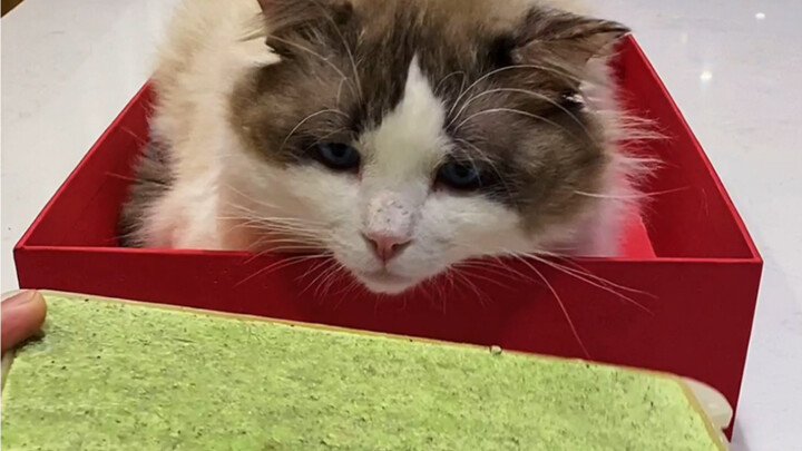 为什么都失败了呢