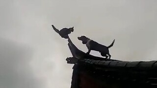 【Funny Videos】Godlike Dogs in China