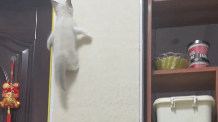 Mèo con trèo tường