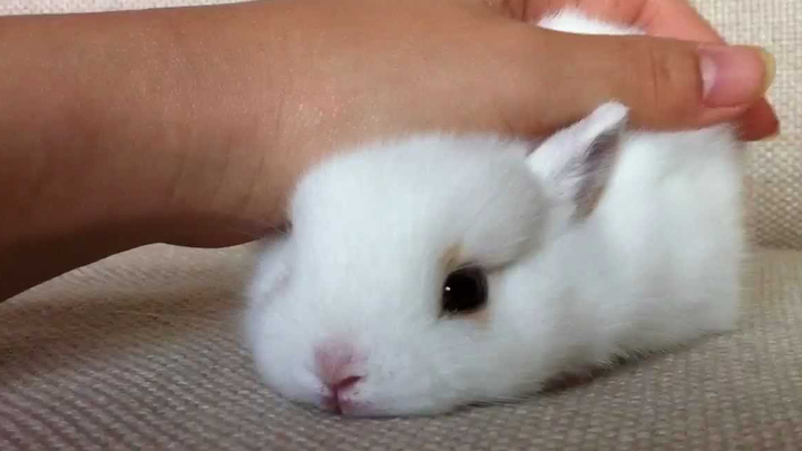 Chú thỏ bạch đáng yêu quá đi thôi!