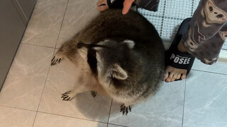 晓晓今晚太坏了，偷袭毛毛四次#浣熊