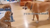 [Động vật]Chó bố Shiba Inu giáo dục chó con nghịch ngợm