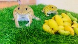 Two brothers frogs are cute 🥰🤣 funny frogs funny animals