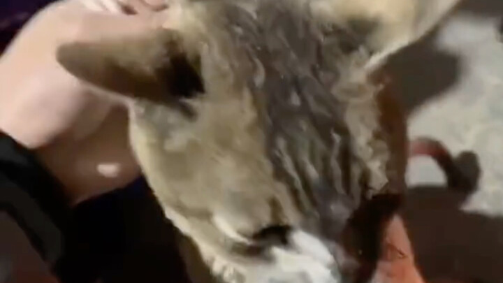 Some kittens end up getting burnt while roasting.