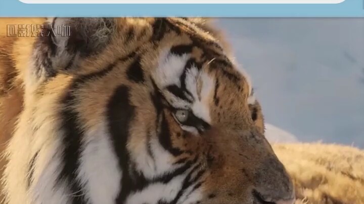 Mẹ hổ cái anh hùng: Hổ Đông Bắc Yuzuki