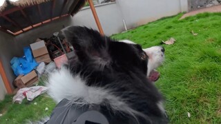 تجربة غامرة من منظور كلب الراعي الألماني الأول، هاهاهاها!