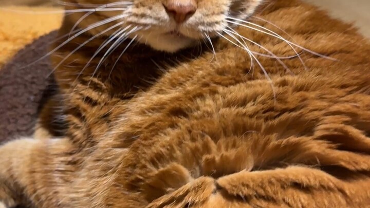 Trying to provoke a 15-year-old cat