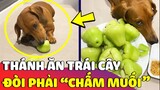 Chú chó với sở thích Mukbang 'TRÁI CÂY CHẤM MUỐI' khiến ai xem cũng phải trầm trồ 😅 | Gâu Đần
