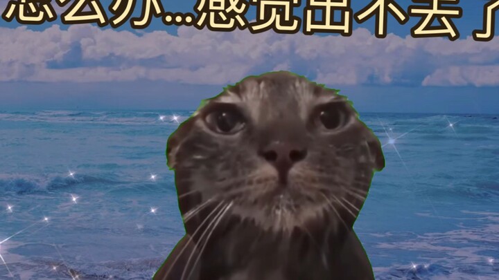 【Cat Meme】Live Report of Fandom in the Anime World