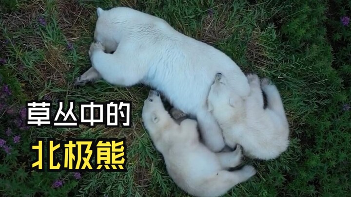 สัตว์พวกนั้นกำลังเลี้ยงลูกอยู่!