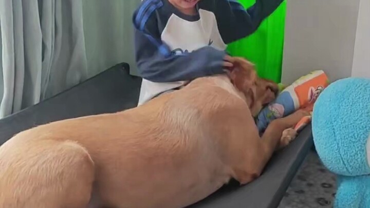 放学回来发现他最心爱的哆啦A梦被小狗撕了......