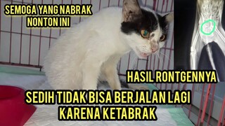 Kucing Ini Lumpuh Karena Tulang Pinggulnya Patah Pura-Pura Tegar Padahal Hatinya Menangis..!