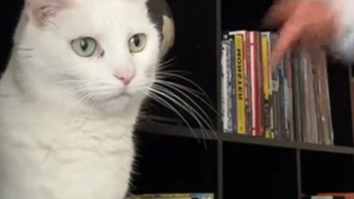 القط: يا إلهي! عامل النظافة في بيتي نسي يأخذ دوائه اليوم مجدداً!