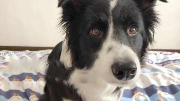 Bagaimana memberitahu Border Collie dia tak perlu tahu?