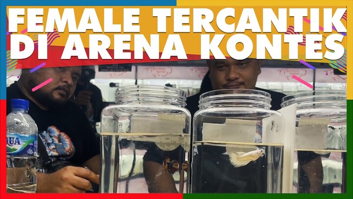 cupang cewek tercantik sekerajaan Majapahit 😱