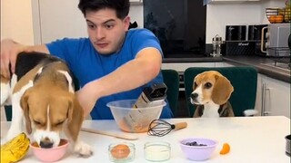 主人和两只比格犬一起做蛋糕，还没开始就已经猜到结局了