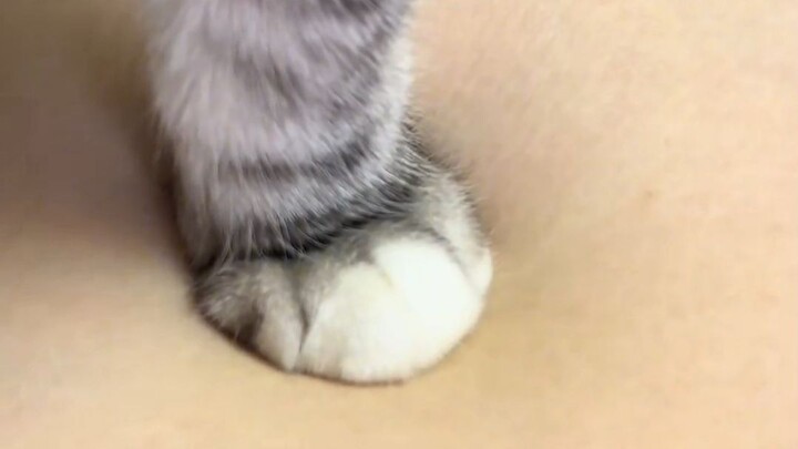Who can understand the power of these little cat paws?