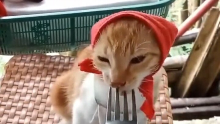 Little Red Mao
