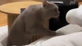 قطط لطيفة