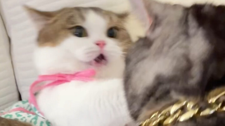 Cô bạn gái “chưa đụng đã ngã, vừa ấn là kêu” của tôi