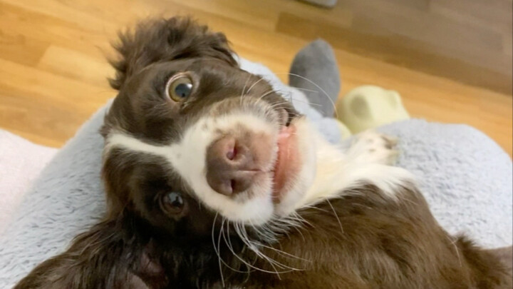 Đúng vậy, Peanut chưa bao giờ được gặp mẹ chó của mình.