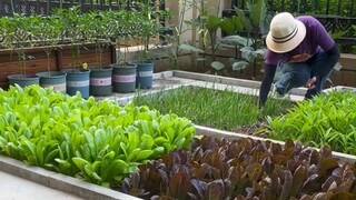 Beberapa varietas sayuran cocok ditanam bersama, dan sayuran dapat tumbuh dengan baik bersama-sama.