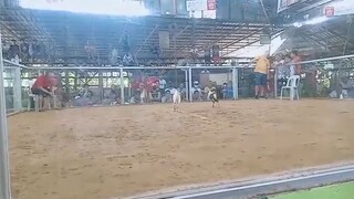 2nd fyt 2hits ulutan mataas na kahoy batangas.. champiom