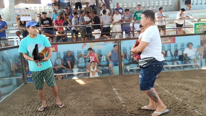 APRIL 19, 2026 2 COCK ULUTAN AT BAAO COCKPIT ARENA 2ND FIGHT - WIN  (CHAMPION)