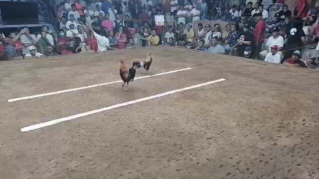 taytay arena showdown 2025