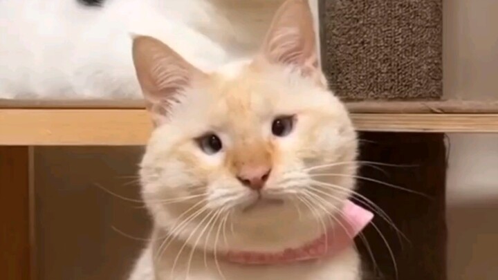 เธอ… เธอเคยได้ยินเรื่องของฉันไหม?