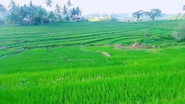 The Rice Terraces in Bohol