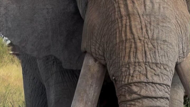 Daya pukau visual gajah jantan dewasa memang sangat kuat!