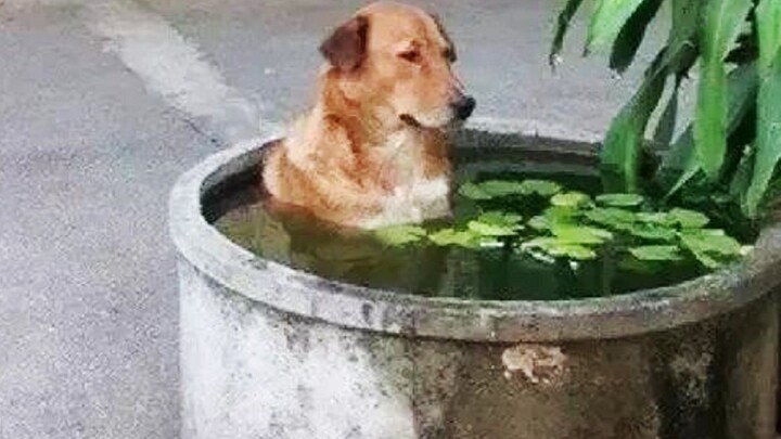 This dog… has had me laughing for three days and three nights!!!
